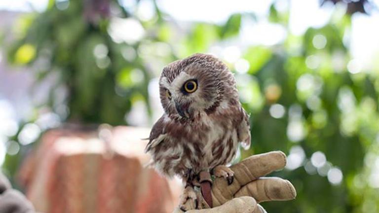Picture of an Owl perched on a handler's hand