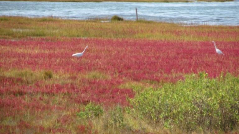 Waterfowl in marsh