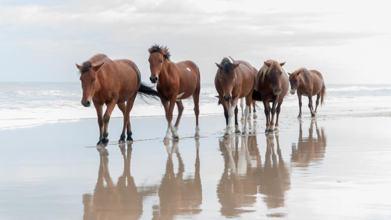Wild horses walking along the beach of Assateague Island