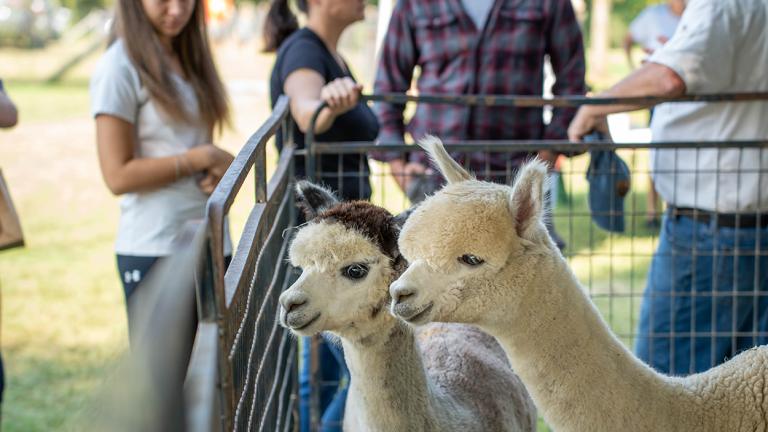 Two young ladies admiring the lamas at Outstanding Dreams Farm