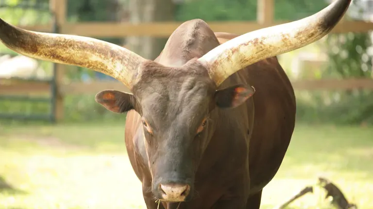 Picture of a bull from the Plumpton Park Zoo