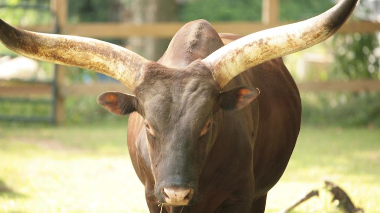 Picture of a bull from the Plumpton Park Zoo
