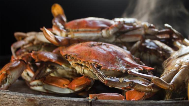 Steamed crabs from Somerset County