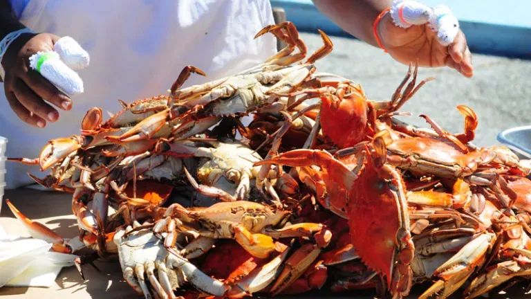National Hard Crab Derby