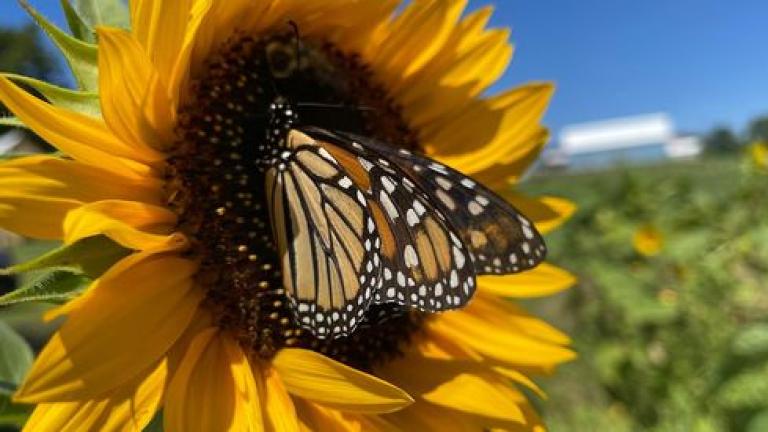 Southern MD Sunflower Festival