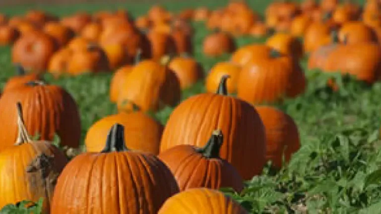 Clark's Elioak Farm Pumpkin Patcg