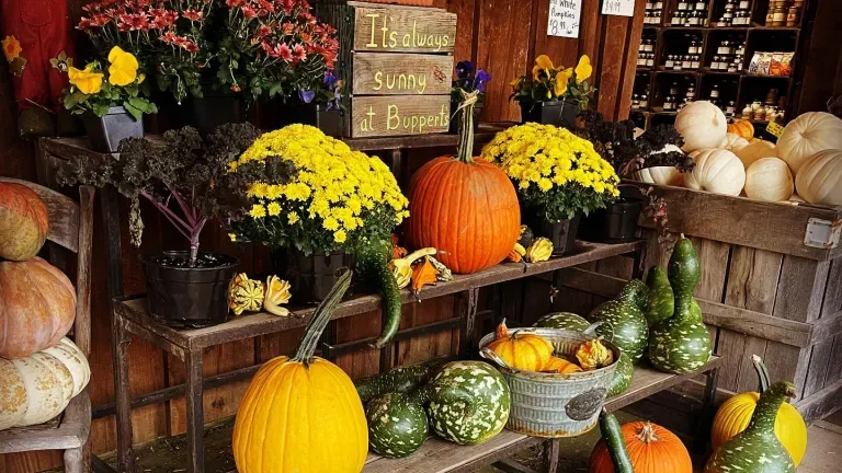 Pumpkins and Mums Doran’s Chance Farm