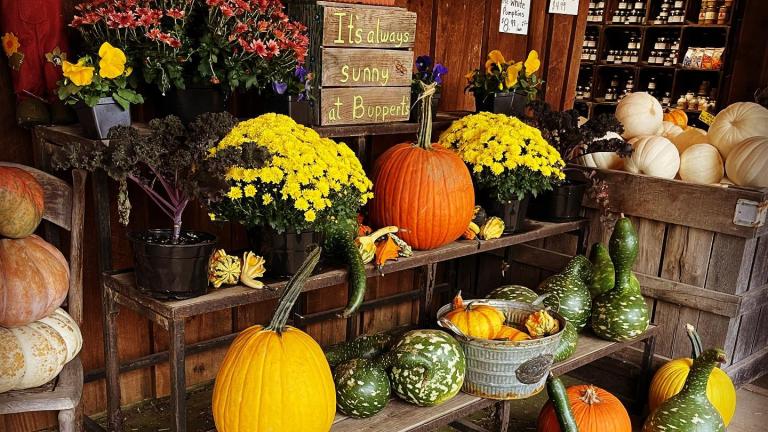 Pumpkins and Mums Doran’s Chance Farm
