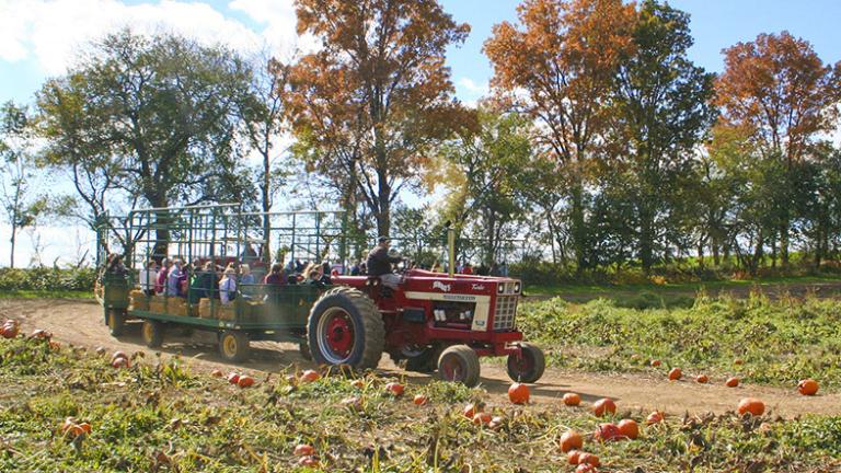 Jumbos pumpkin patch