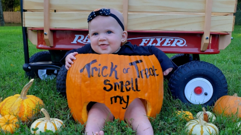 Pumpkin patch Knightongale Farm