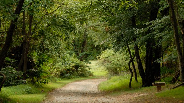 A trail at the Elk Neck State Park