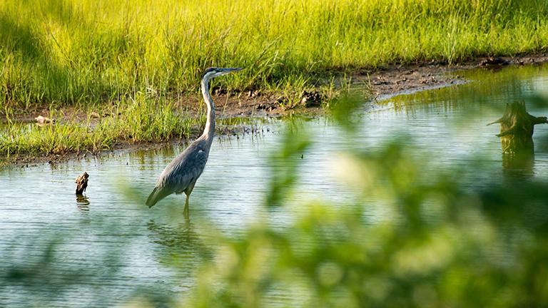 Blackwater National Wildlife Refuge