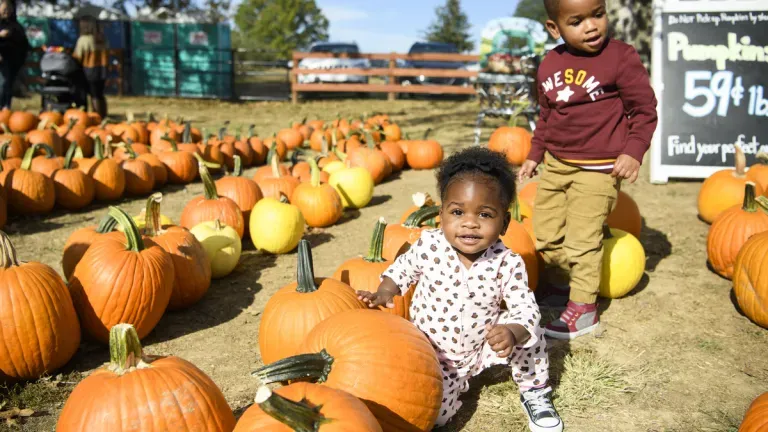 Kids Examine Pumpkins at Milburn Orchards