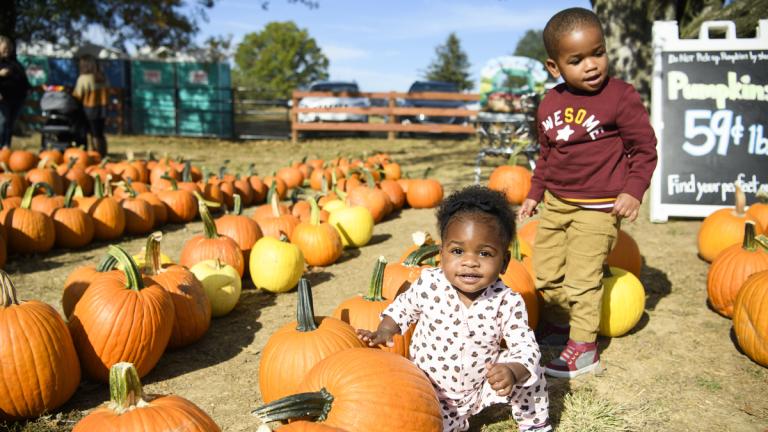 Kids at Milburn Orchards pumpkin patch