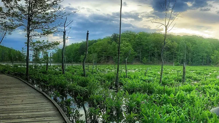 Calvert Cliffs State Park