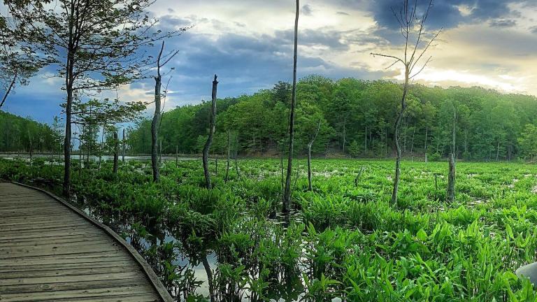 Calvert Cliffs State Park