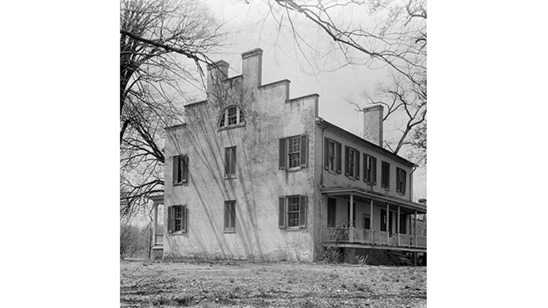 Fairview tobacco plantation