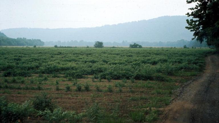 Shawnee Old Field Village Site - Oldtown