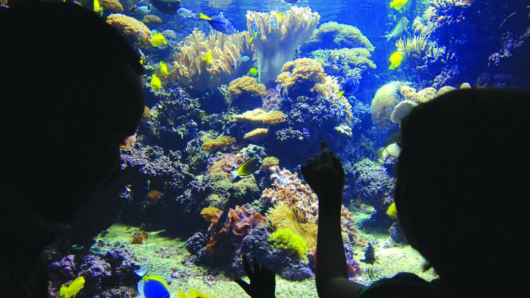 Father and son admiring the tropical fish at the National Aquarium in Baltimore's Inner Harbor.