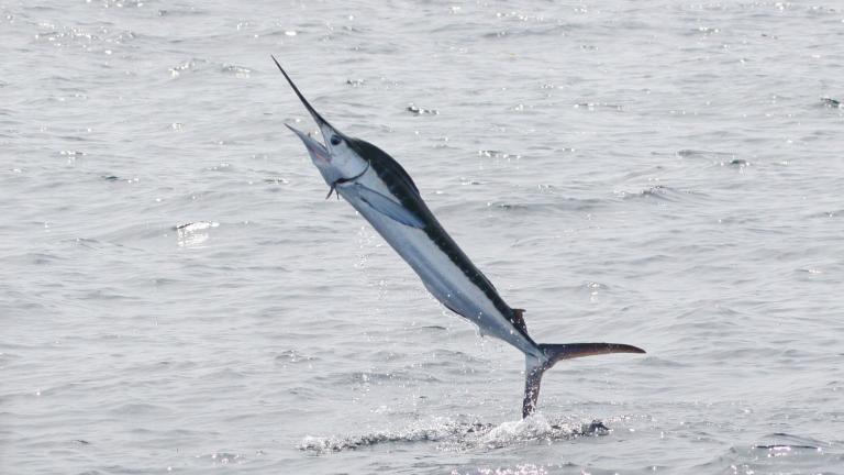 Ocean City is the White Marlin Capital of the World.