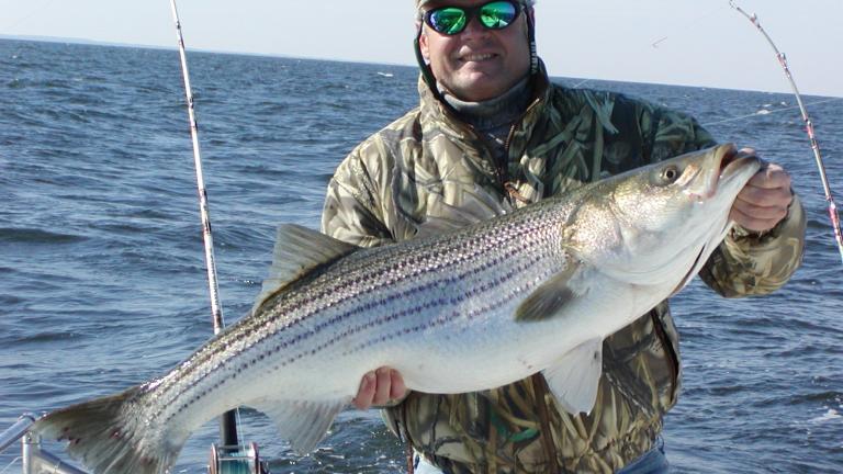 Striped-bass rock fish in Loch Raven