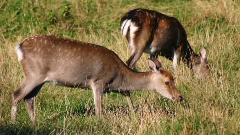 Exotic sika deer