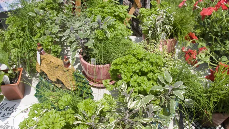 Montpelier Festival of Herbs, Tea and the Arts