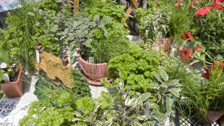 Montpelier Festival of Herbs, Tea and the Arts