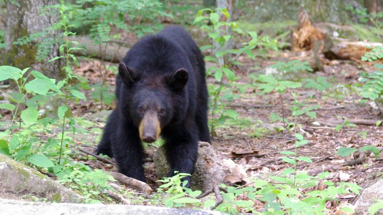 Black Bear - Dan’s Mountain