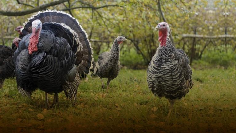 This forest in Western Maryland provides great opportunity for the turkey hunter.