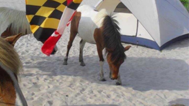 Assateague ponies next to tent