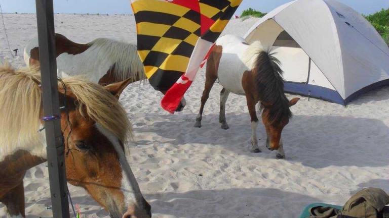 Assateague Island National Seashore Beach Camping