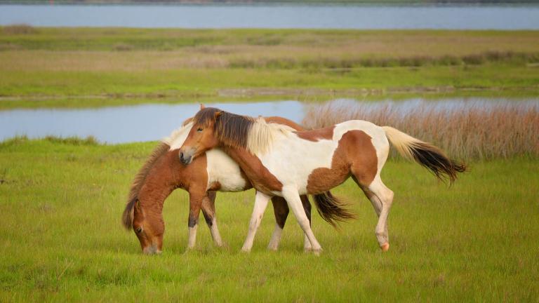 Assateague's famous wild ponies live in bands of two to twelve animals.