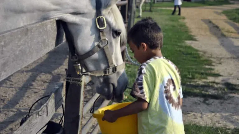 A young boy feeds a horse at A Moment in Time Farm