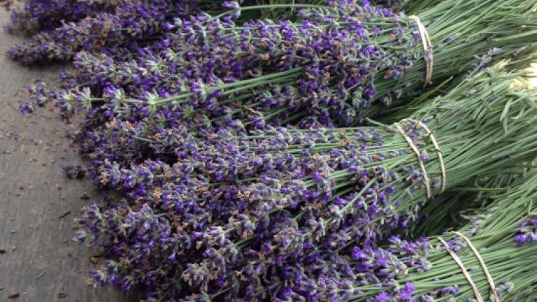 bundles of lavender