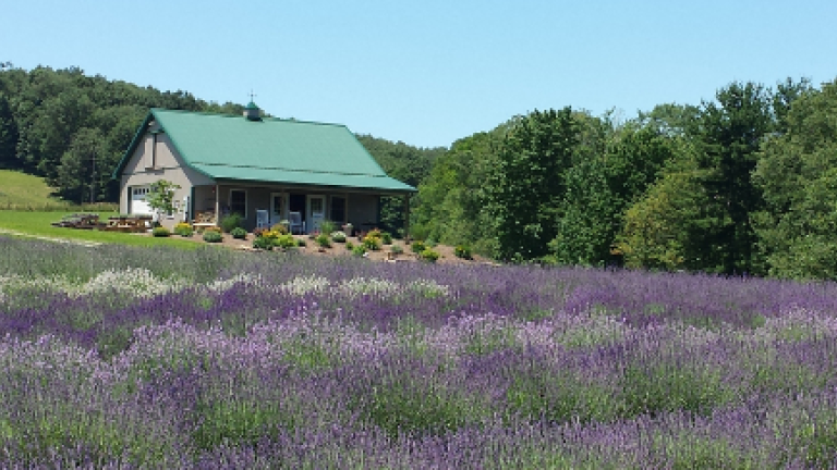 Lavender fields and farm house