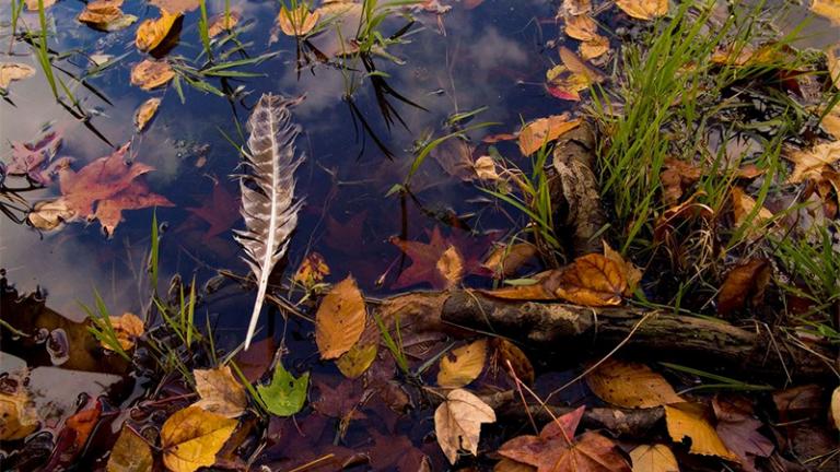 leaves and feather in stream