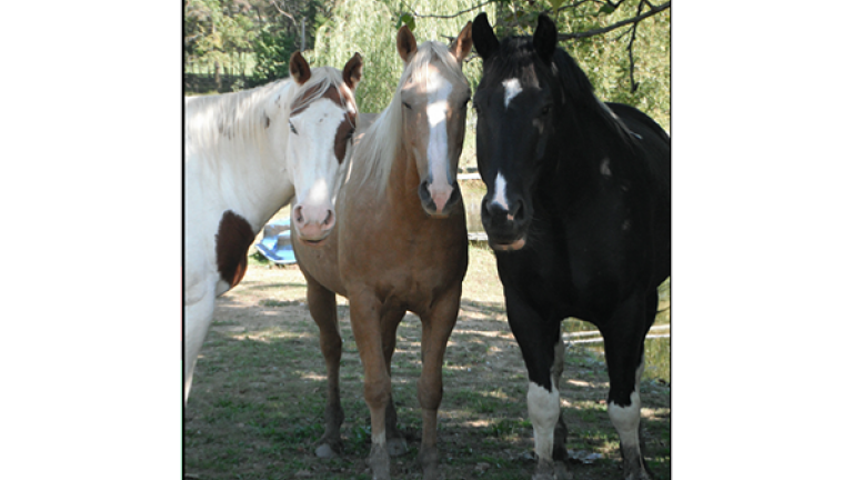 Three horses at Elk Mountain Trails