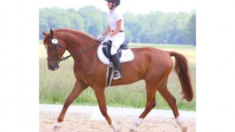 Holly Ridge Farm Equestrian Center rider and horse