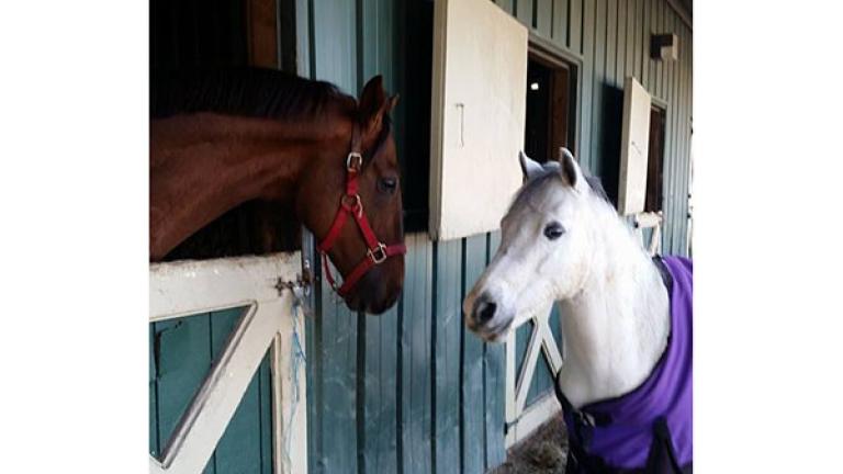 Two horses appear to confer at Jewel's Landing Farm