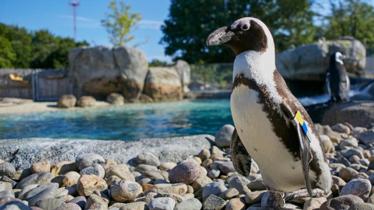 Penguins at The Maryland Zoo in Baltimore