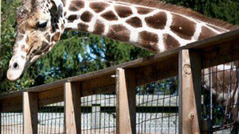 Jimmie the Giraffe