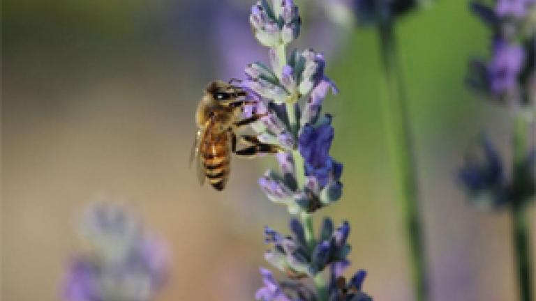 bee on lavender