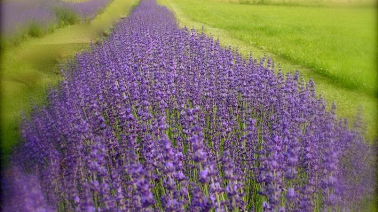 Lavender field