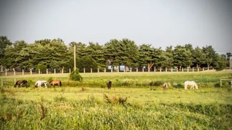 Windy Way Horses