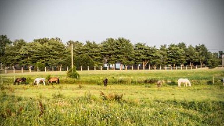 Windy Way Horses