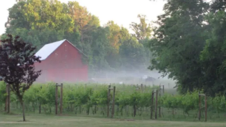 grape vines and red barn in mist