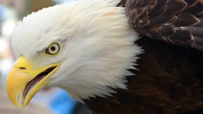 Bald Eagle at Black Water Wildlife Festival