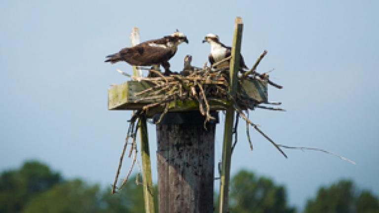 Bald Eagles in a nest