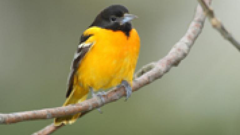 Baltimore Oriole